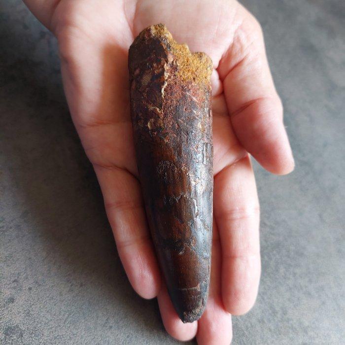 Dinosaurus - Fossiele tand - Spinosaurus aegyptiacus - 120, Verzamelen, Mineralen en Fossielen