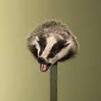 Das Taxidermie Opgezette Dieren By Max, Ophalen of Verzenden, Nieuw, Wild dier, Opgezet dier