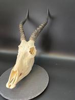 Blesbok Schedel - Damaliscus phillipsi - 37 cm - 21 cm -, Nieuw