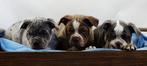 Old English Bulldogpup | reutje | mag direct mee!, Dieren en Toebehoren, Meerdere, Bulldog, 8 tot 15 weken, Meerdere dieren