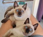 UNIEKE OOSTERS LANG / KORTHAAR x BLAUWE RUS kruising kittens