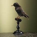 Spreeuw Taxidermie Opgezette Dieren By Max, Ophalen of Verzenden, Nieuw, Vogel, Opgezet dier