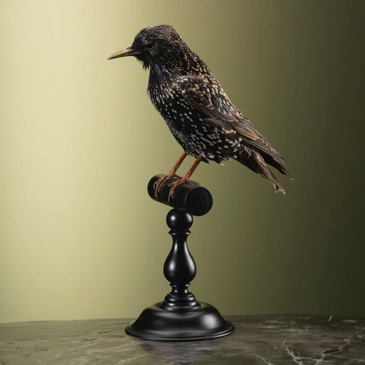 Spreeuw Taxidermie Opgezette Dieren By Max, Verzamelen, Dierenverzamelingen, Opgezet dier, Nieuw, Vogel, Ophalen of Verzenden