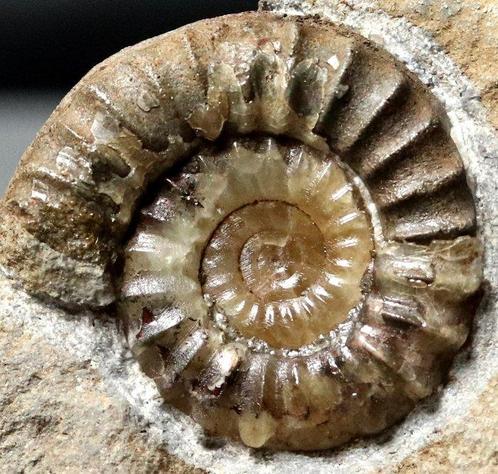 Natuurlijke ammoniet op steen - Calcietconservering - -, Verzamelen, Mineralen en Fossielen