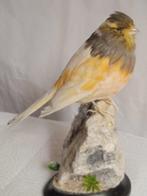 kanarie Taxidermie volledige montage - Domestica Canaria - 0, Nieuw