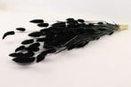 Lagurus Ovatus Pluimgras Graspluimen in hoes Zwart 100 gram, Ophalen of Verzenden, Nieuw