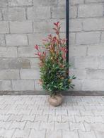 Photinia Fraseri Red Robin Haagplanten Verzending mogelijk, Verzenden, Overige soorten, Struik, 100 tot 250 cm