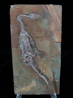 Fossiele plaatmatrix - Keichousaurus sp. - 18.5 cm - 10 cm