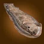 toll ontvangen snabelfisch - Gefossiliseerd dier - Vinctifer, Verzamelen, Mineralen en Fossielen