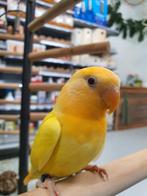 Ruime keuze aan Vogels &amp; toebehoren, Ophalen of Verzenden, Nieuw