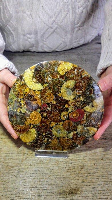 Ammoniet - Cleoniceras - Nautilus-fossielen cluster -, Verzamelen, Mineralen en Fossielen