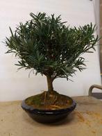 Boeddha-den bonsai (Podocarpus macrophyllus) - Hoogte