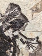 Maak een röntgenfoto - Gefossiliseerd dier - Ordosemys, Verzamelen