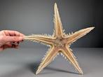 Rode kam ster Taxidermie volledige montage - Astropecten, Verzamelen, Nieuw