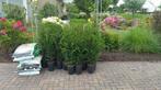 Haag taxus baccata met kluit rechtstreeks van onze kwekerij, Ophalen of Verzenden, Taxus, Haag, 100 tot 250 cm