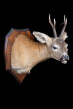 Reebok Taxidermie volledige montage - Capreolus capreolus -, Verzamelen, Nieuw