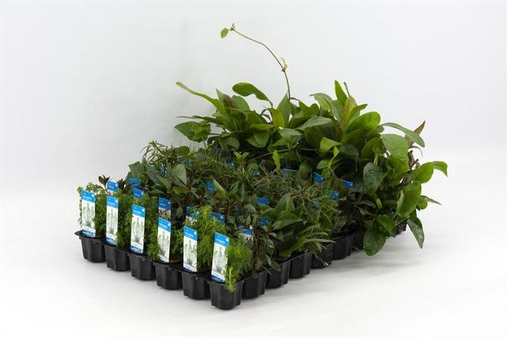 Mix pakket voorgrond 6 stuks - 5cm pot - aquariumplanten, Dieren en Toebehoren, Vissen | Aquaria en Toebehoren, Plant(en), Steen of Hout