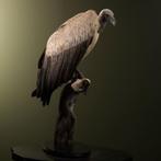 Witruggier Taxidermie Opgezette Dieren By Max, Ophalen of Verzenden, Nieuw, Vogel, Opgezet dier