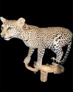 Luipaard Taxidermie wandmontage - Panthera pardus - 90 cm -, Nieuw