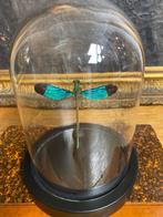 Stolp - Echt insect - 2020+, Antiek en Kunst, Curiosa en Brocante