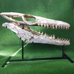 Mosasaurus - Fossiele schedel - Mosasaurus beaugei - 90 cm, Verzamelen, Mineralen en Fossielen