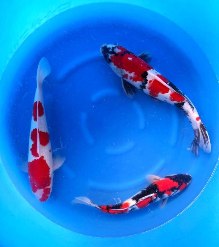 Hirasawa Marusei 45-55cm (Japanse Koi), Dieren en Toebehoren, Vissen | Vijvervissen, Karper of Koi