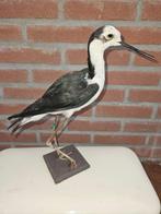 steltkluut Taxidermie volledige montage - Himantopus, Verzamelen, Dierenverzamelingen, Nieuw