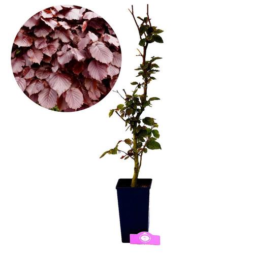 beukenhaag Fagus sylvatica Atropunicea rood +, Tuin en Terras, Planten | Tuinplanten, Verzenden