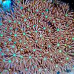 Knopia sp. - Anthelia green center - Jasmine Polyps XL (Stee, Ophalen of Verzenden, Nieuw