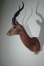 Impala Taxidermie wandmontage - Aepyceros melampus - 40 cm -, Verzamelen, Dierenverzamelingen, Nieuw