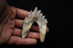 Primitieve walvis, Extraordinair kiezen van Basilosaurus -