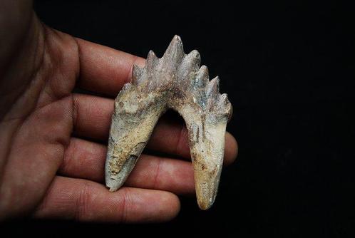 Primitieve walvis, Extraordinair kiezen van Basilosaurus -, Verzamelen, Mineralen en Fossielen