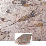 Echinoderm - Fossiele plaatmatrix - Ascocystites