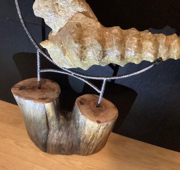 Indrukwekkende versteende tweeling schelpen Campanile, Verzamelen, Mineralen en Fossielen