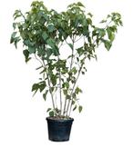 Pindakaasboom meerstammig Clerodendrum trichotomum 187,5 cm, Tuin en Terras, Planten | Bomen, Verzenden