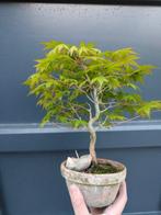 Japanese maple bonsai (Acer palmatum) - Hoogte (boom): 25 cm