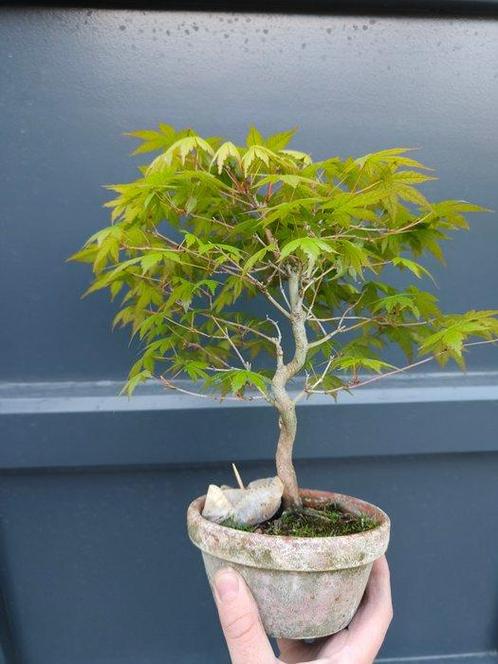 Japanese maple bonsai (Acer palmatum) - Hoogte (boom): 25 cm, Antiek en Kunst, Curiosa en Brocante