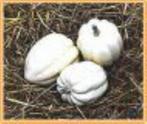 White Swan Acorn - 50 zaden White Swan Acorn, Ophalen of Verzenden, Nieuw