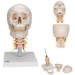 Anatomie model schedel met cwk, 4-delig, Nieuw, Verzenden