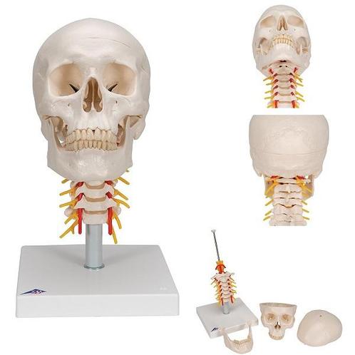 Anatomie model schedel met cwk, 4-delig, Sport en Fitness, Overige Sport en Fitness, Nieuw, Verzenden