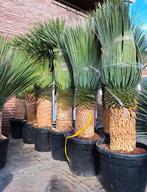 yucca rostrata, palmlelie, Volle zon, Ophalen