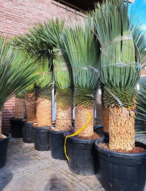 yucca rostrata, palmlelie, Tuin en Terras, Planten | Bomen, Volle zon, Ophalen