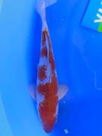 HQ Ochiba Singure van Yamaju 37cm (Japanse Koi), Karper of Koi