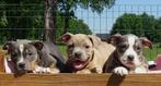 Old English Bulldog pups | Gezonde type | Mogen direct mee!, Dieren en Toebehoren, Honden | Bulldogs, Pinschers en Molossers, Parvo