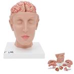 Anatomie model hoofd met hersenen, 8-delig, Nieuw, Verzenden