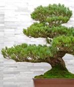 Japanse witte den - Hoogte (boom): 71 cm - Diepte (boom): 15, Antiek en Kunst, Curiosa en Brocante