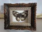 Vlinder Taxidermie wandmontage - Ornithoptera Priamus, Antiek en Kunst