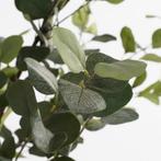 2dekans | Mica Decorations Kunstplant Eucalyptusboom in Pot, Ophalen of Verzenden, Gebruikt