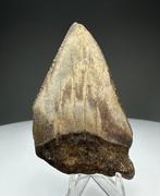 Witte haai - Fossiele tand - 6.5 cm - 4 cm (Zonder, Verzamelen, Mineralen en Fossielen