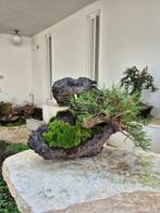 Black Pine Bonsai op steen - verzamelstuk - Hoogte (boom):